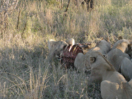 africa0009