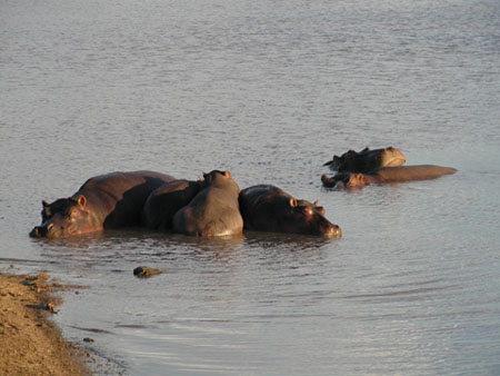 africa0010