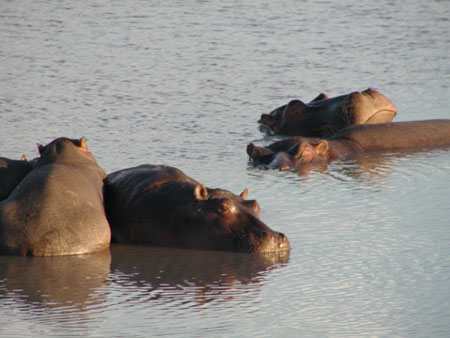 africa0011