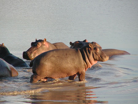 africa0014