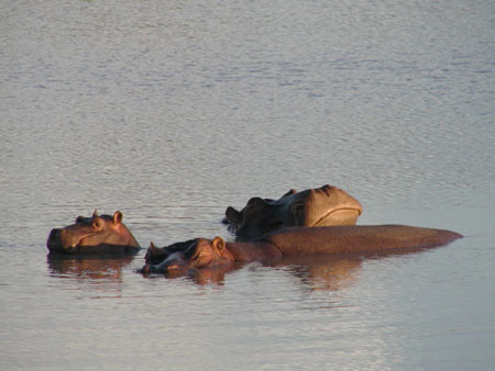 africa0017
