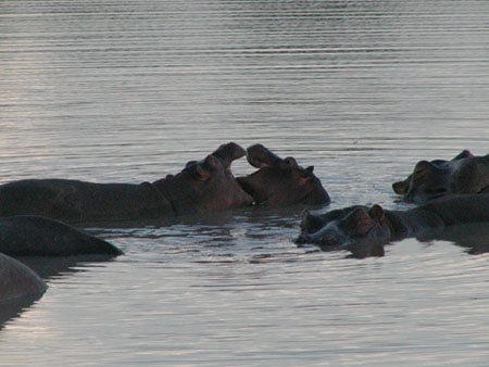 africa0019