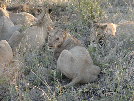 africa0020
