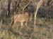 Africa0071
