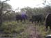 Africa0082