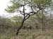 Africa0083