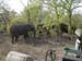 Africa0085