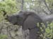Africa0092