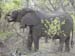 Africa0099