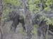 Africa0103
