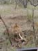 Africa0108