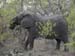 Africa0109