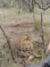 Africa0110
