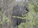Africa0112