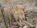Africa0113