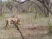 Africa0117