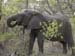Africa0118