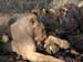 Africa0122