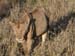 Africa0132