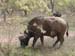 Africa0134
