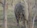 Africa0139