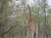 Africa0145