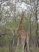 Africa0147