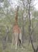 Africa0149