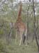Africa0151