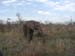 Africa0152