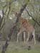 Africa0154