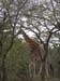 Africa0156