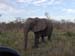 Africa0157