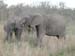 Africa0161