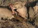 Africa0172