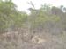 Africa0179