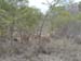 Africa0213