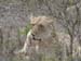 Africa0215