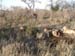Africa0230