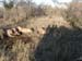 Africa0251