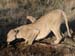 Africa0315