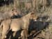 Africa0397