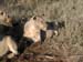 Africa0415