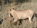Africa0417