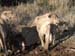 Africa0419