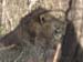 Africa0424
