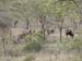 Africa0428