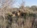 Africa0429