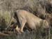 Africa0431