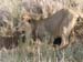 Africa0432